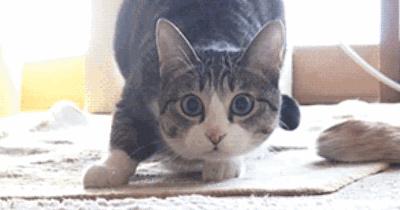 新手养猫去宠物店挑猫避雷,养猫需要哪些地方避雷