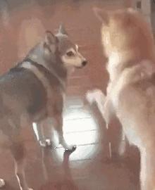 男生女生欧洲杯,欧洲杯女人看球