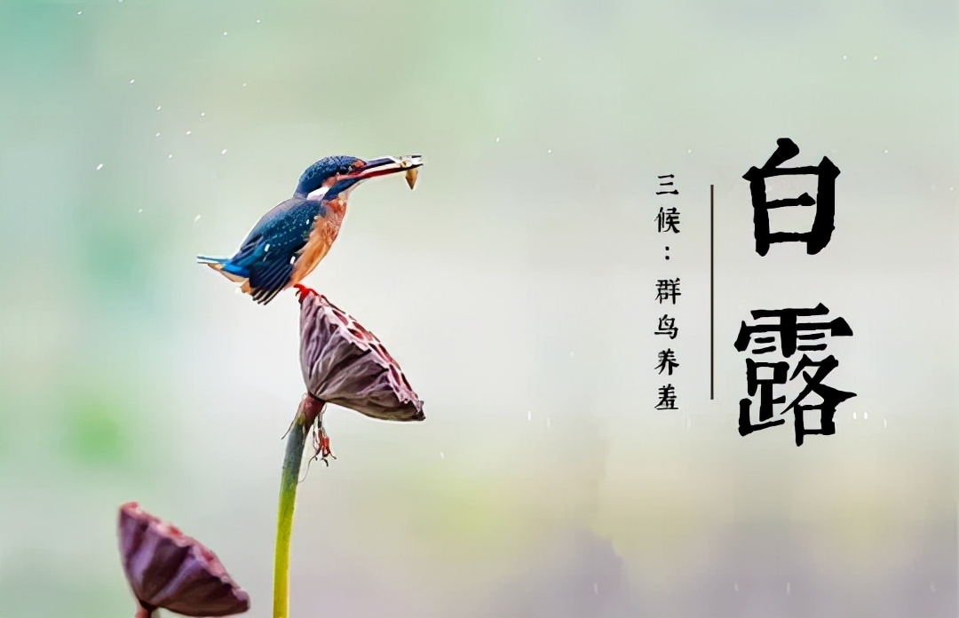 「节气变换」今日白露：露从今夜白，月是故乡明