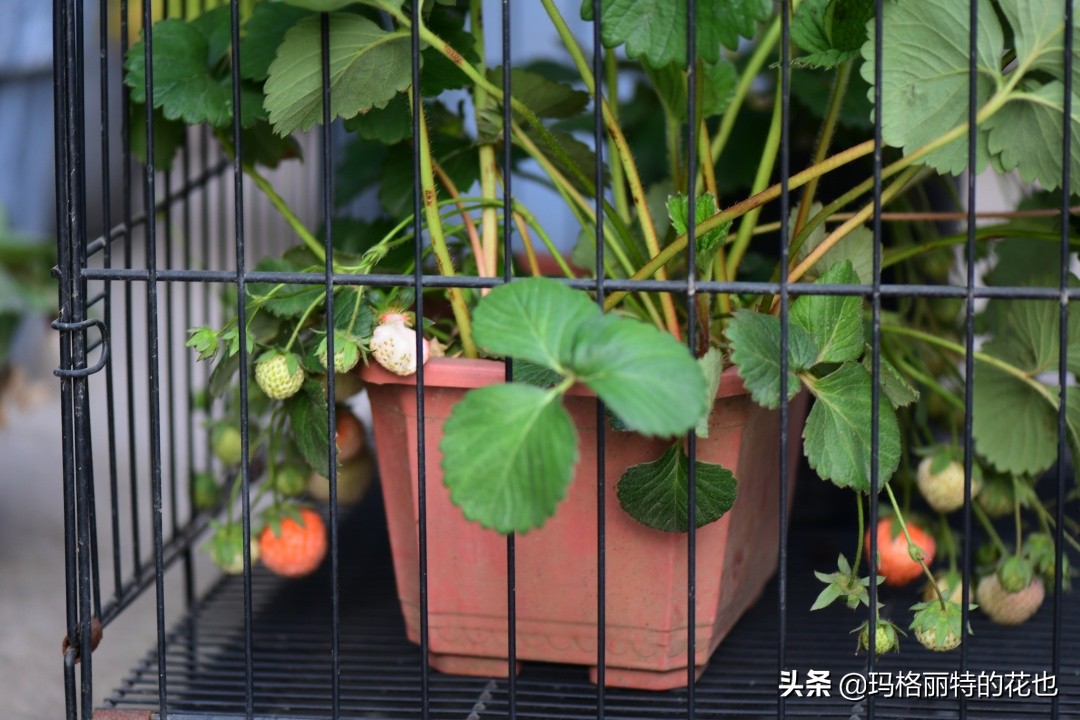 树莓在庭院怎么种植,树莓可在院子里种吗