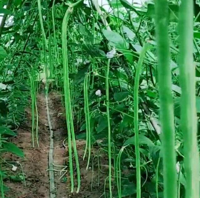 豆角上的青虫和钻心虫有什么区别,豆角里面有钻心虫是怎么回事