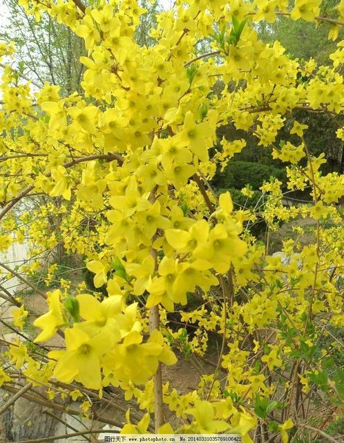 详细描写迎春花各种形态,迎春花形态特征