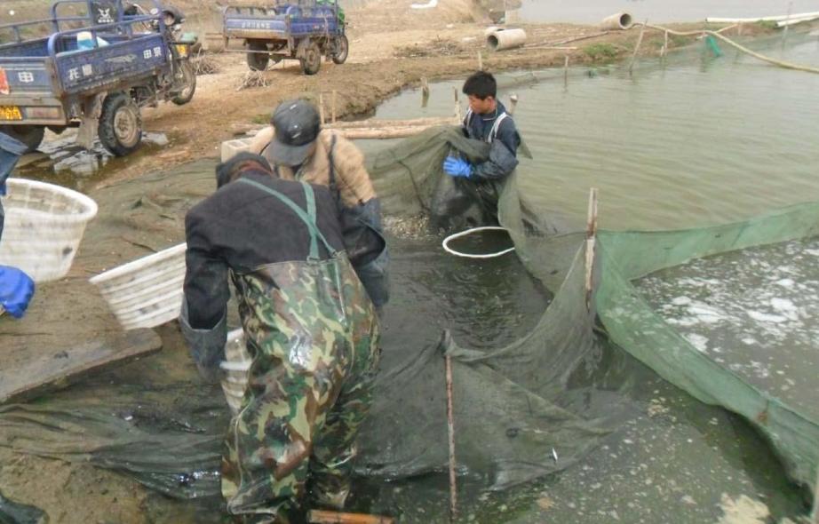 规模超20万亩，1月前卖不动，现价格逆势上涨，养殖户很积极