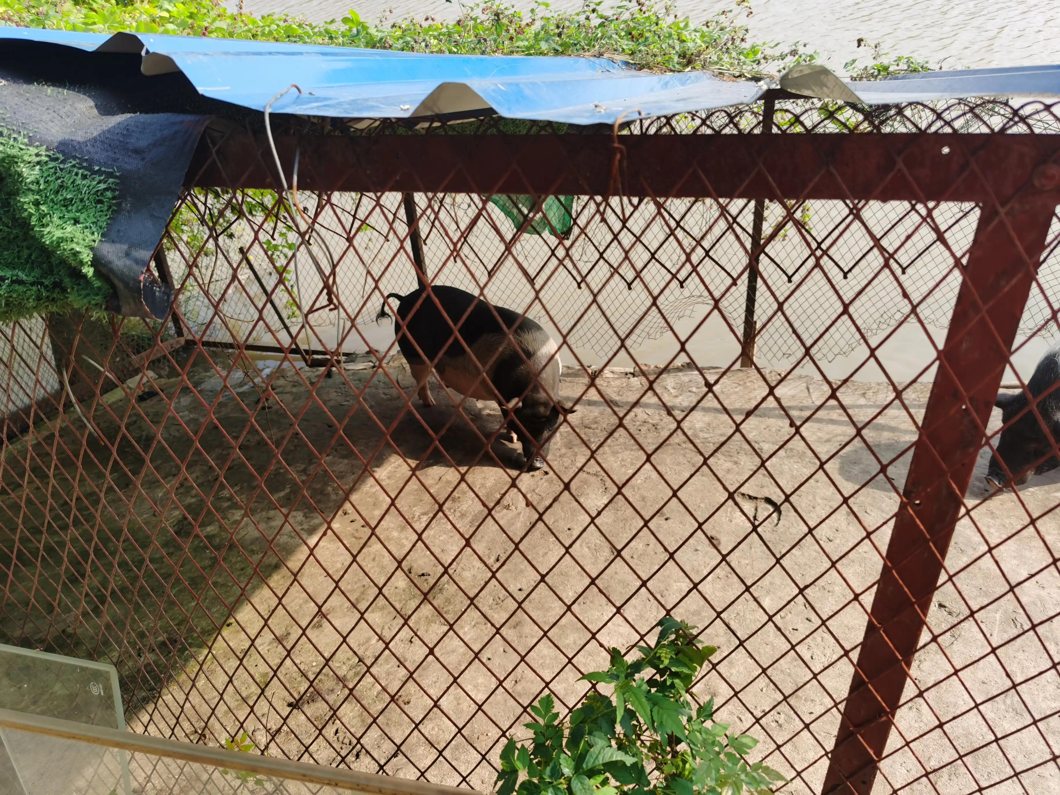 绿地铂瑞酒店沈阳遛娃,武汉汉南遛娃好去处
