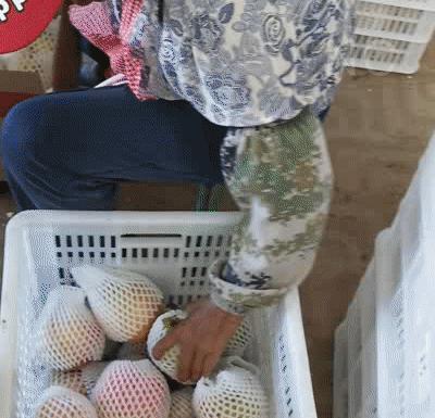 吃石榴不吐皮,吃石榴不吐籽的石榴