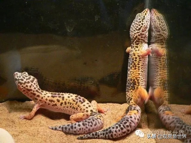 守宫最佳繁殖方法,守宫小技巧