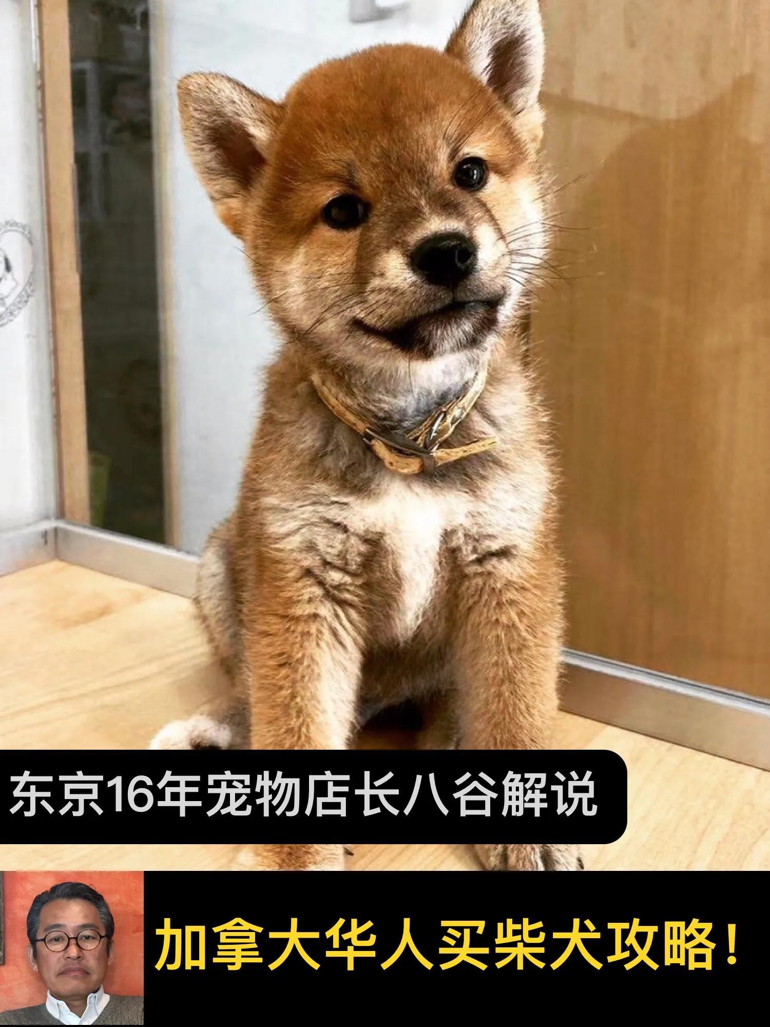 加拿大温哥华购买柴犬经历～