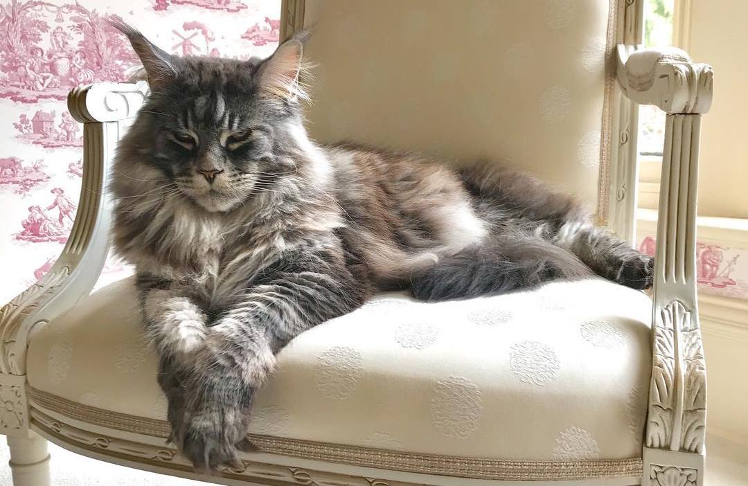 公猫排尿困难？可能是“膀胱结石”在作怪…