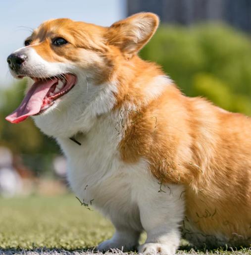 狗狗会游泳为啥会被淹死,狗狗掉进水里多久能淹死