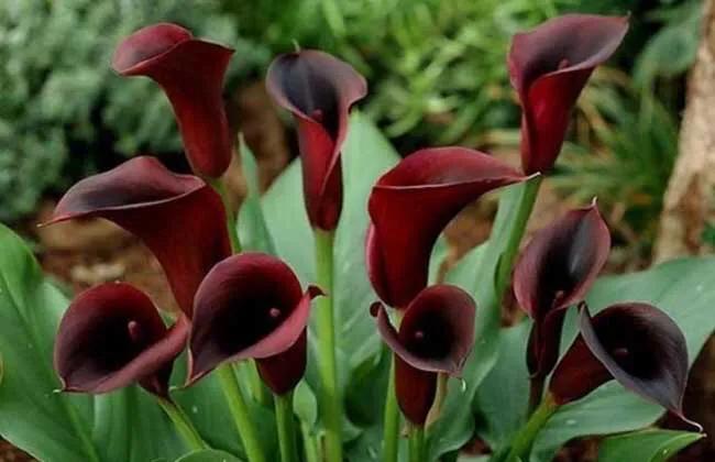 马蹄莲品种及图片欣赏大全,马蹄莲有几种品种图片