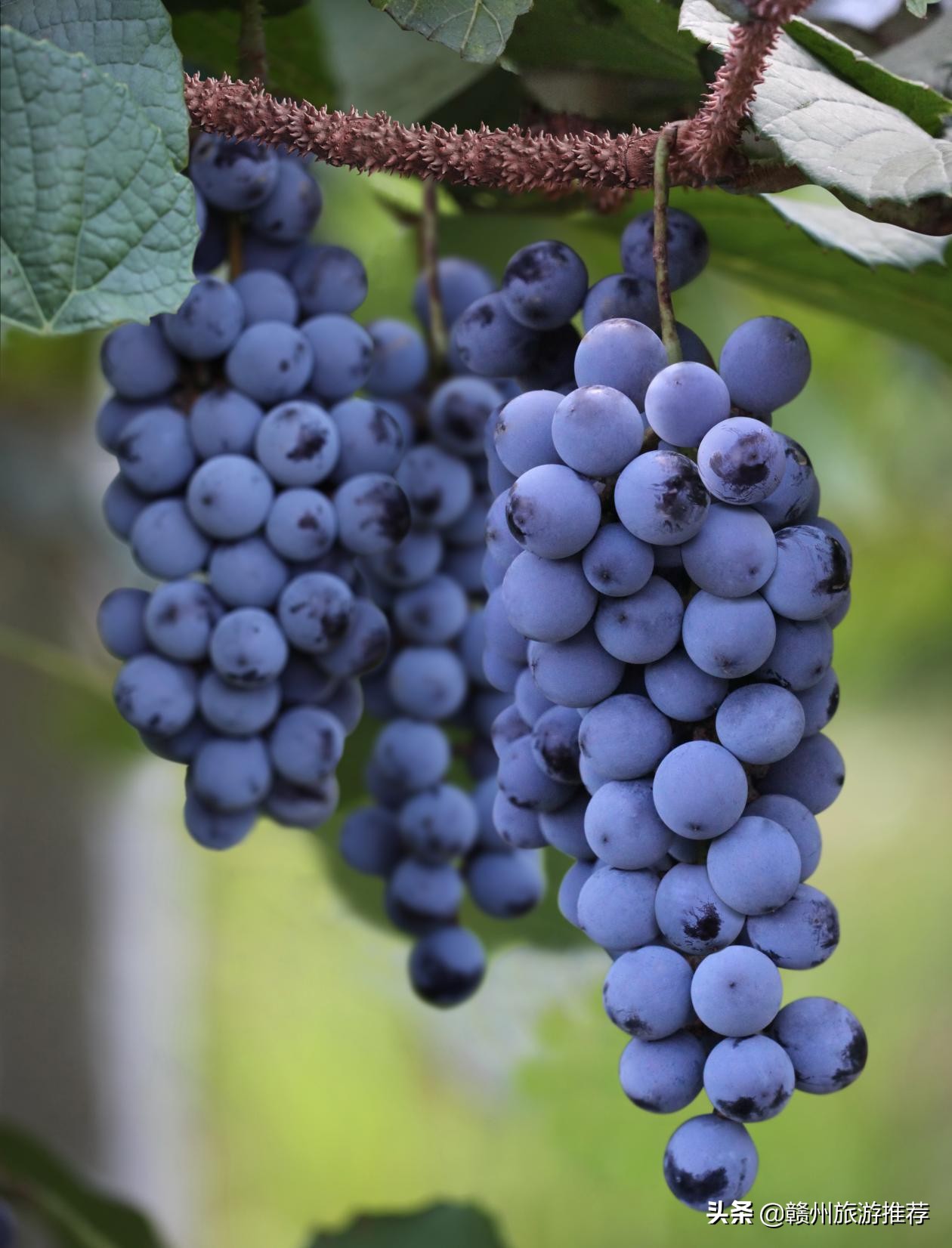 领略赣州市迷人的风景,赣州附近的世外桃源