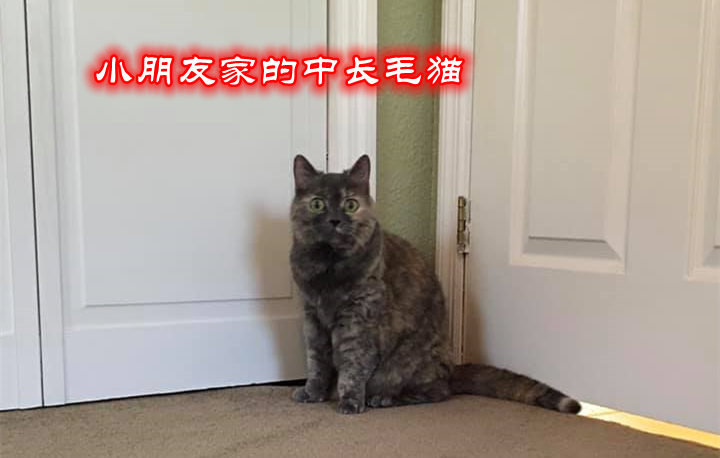 宠物主最担心猫咪什么问题,宠物主最担心猫咪出什么问题