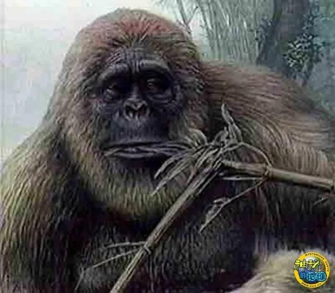 地球最大动物蓝鲸两百吨体重,地球最大的动物是什么动物