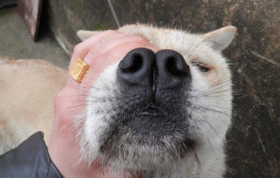 我家狗狗眼睛发红什么原因,狗狗的鼻子颜色变浅是怎么个情况