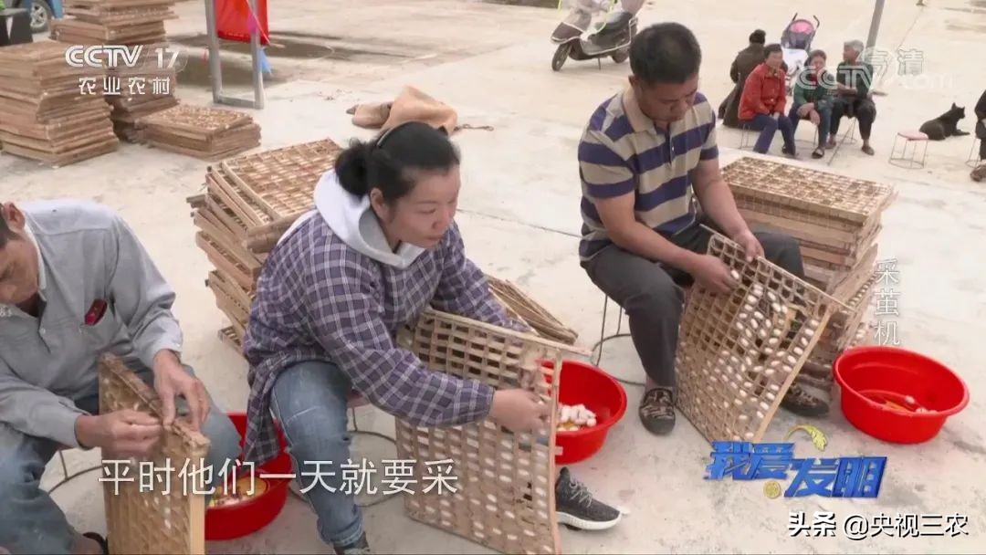 高效蚕茧脱茧机,养蚕取茧机器多少钱一台