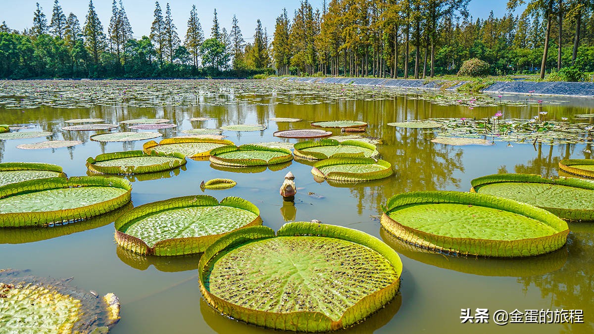 不出上海有哪些地方旅游,不出上海玩的景点排行榜