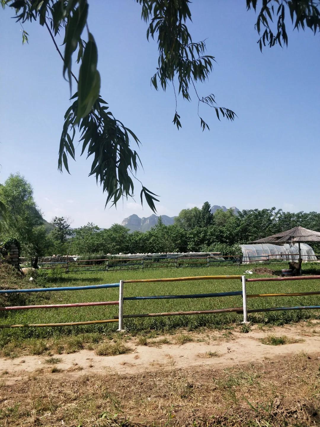 石家庄豌豆农场门票,豌豆农场井陉