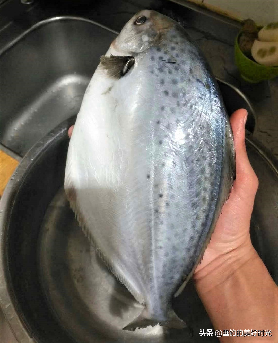 现在的鲳鱼是以前的食人鱼吗,与食人鱼非常相似的鲳鱼