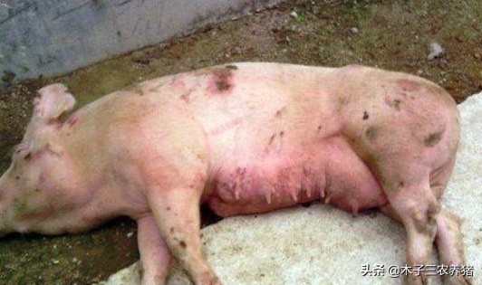 母猪产后容易热应激，教你2个妙招！轻松解决母猪夏季热应激！