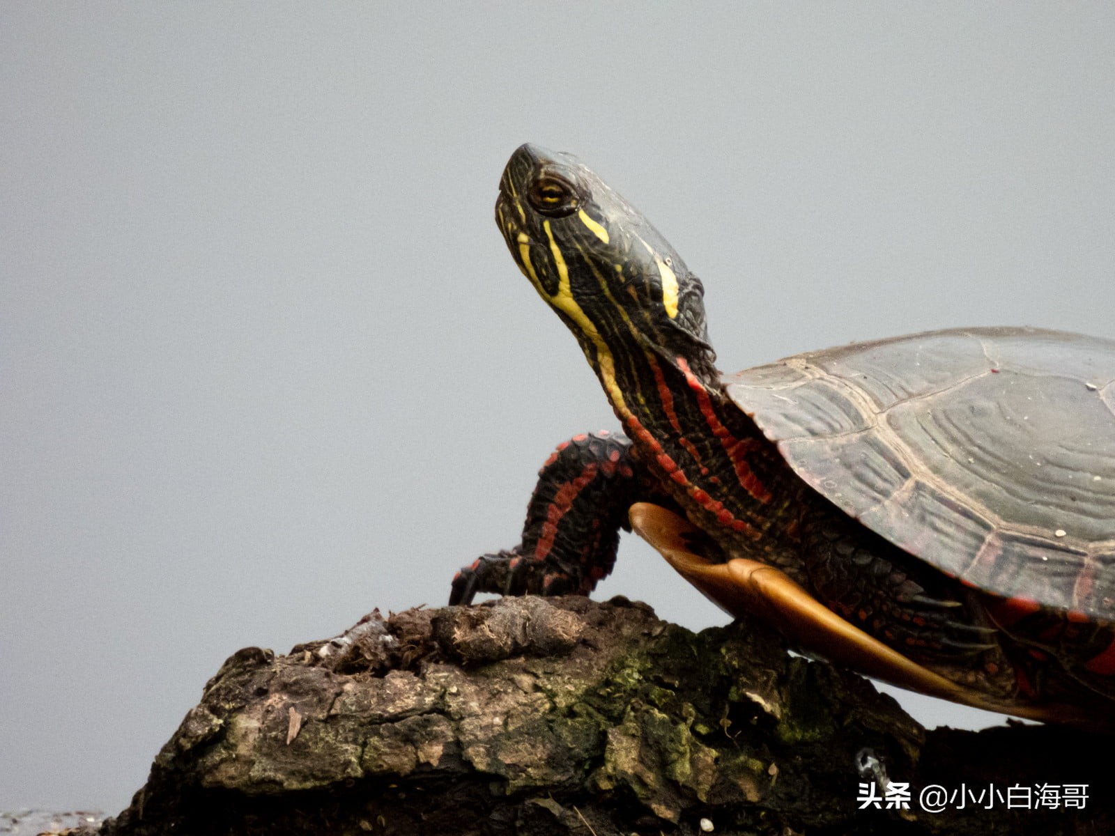 尼康24-3000mm超长焦镜头,尼康p950变焦镜头