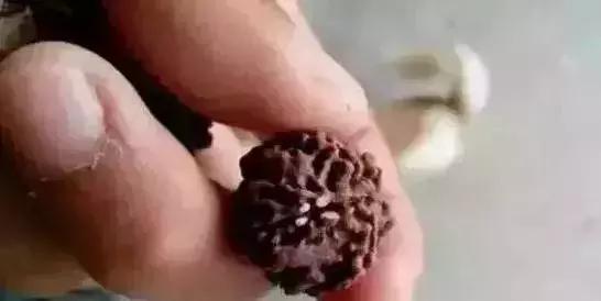 菩提手串有点生霉,菩提手串为什么会臭