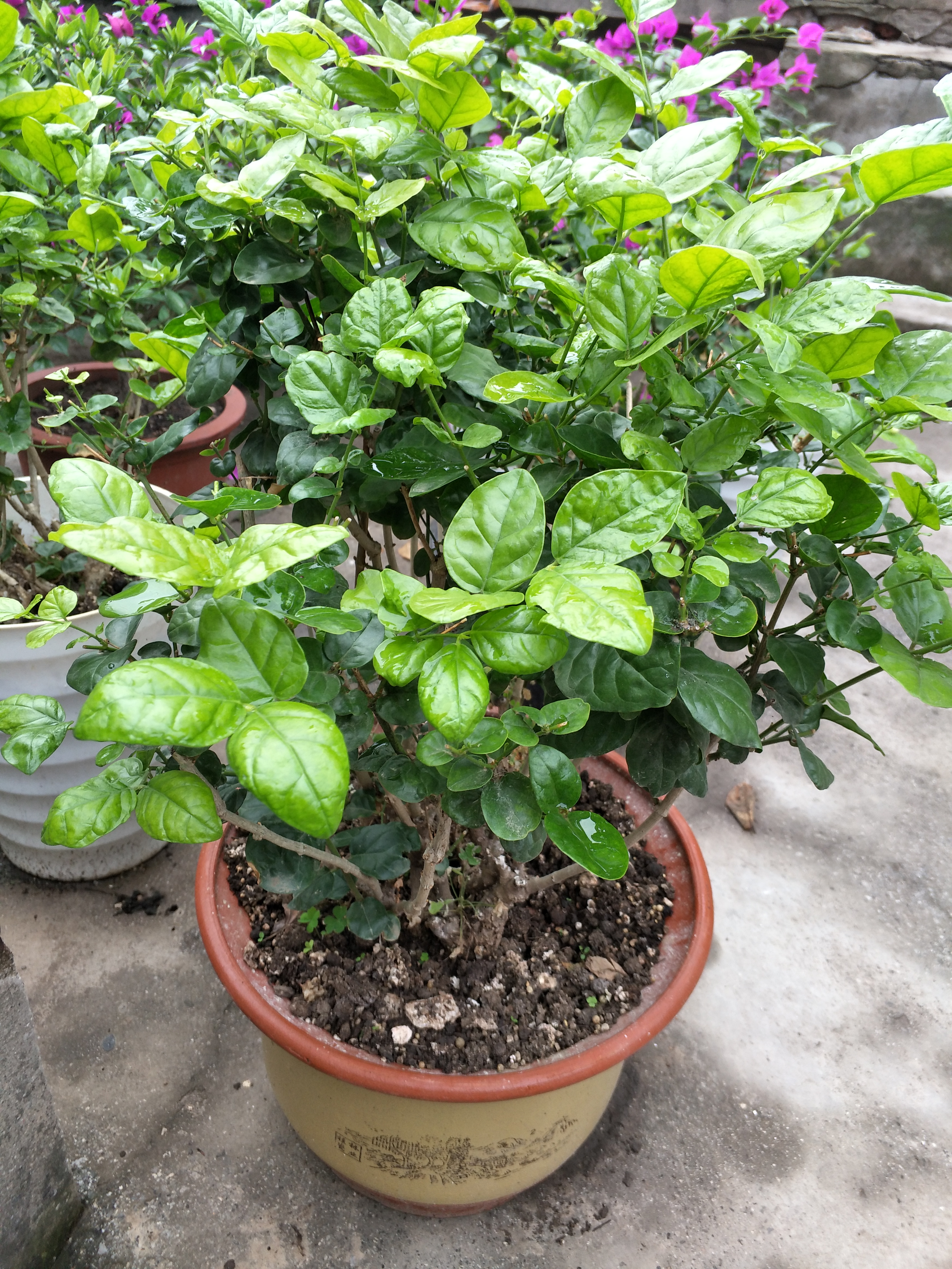 茉莉花叶片干枯掉落怎么回事,茉莉花叶子干枯脱落是什么原因