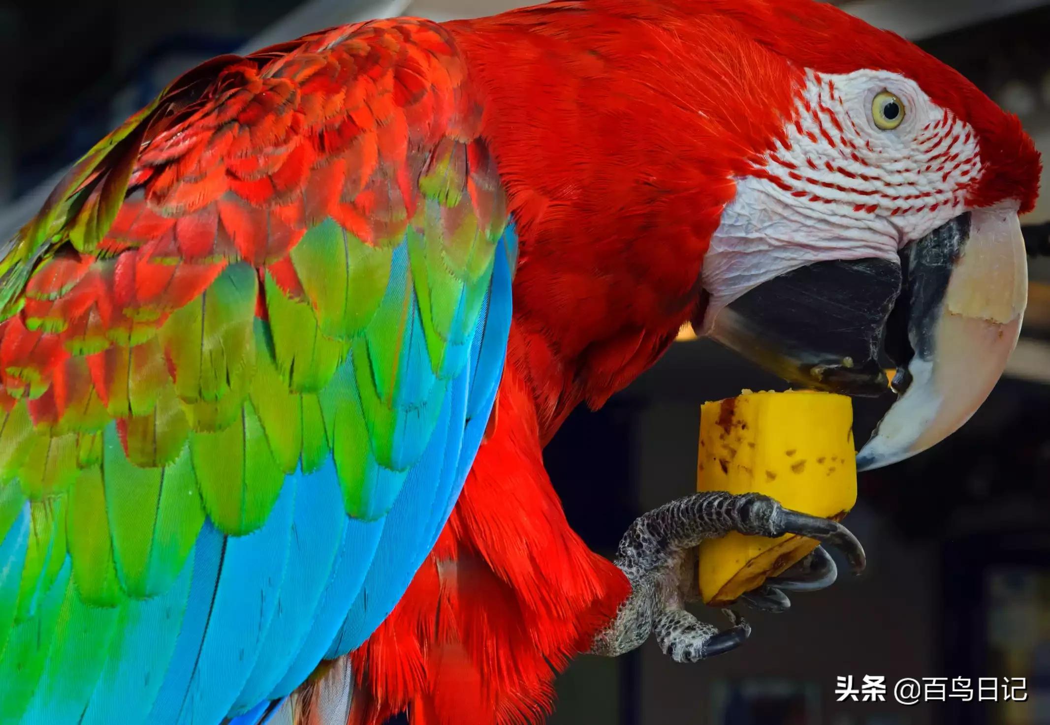 宠物鹦鹉吃什么食物最好,鹦鹉日常饮食怎么喂养最好