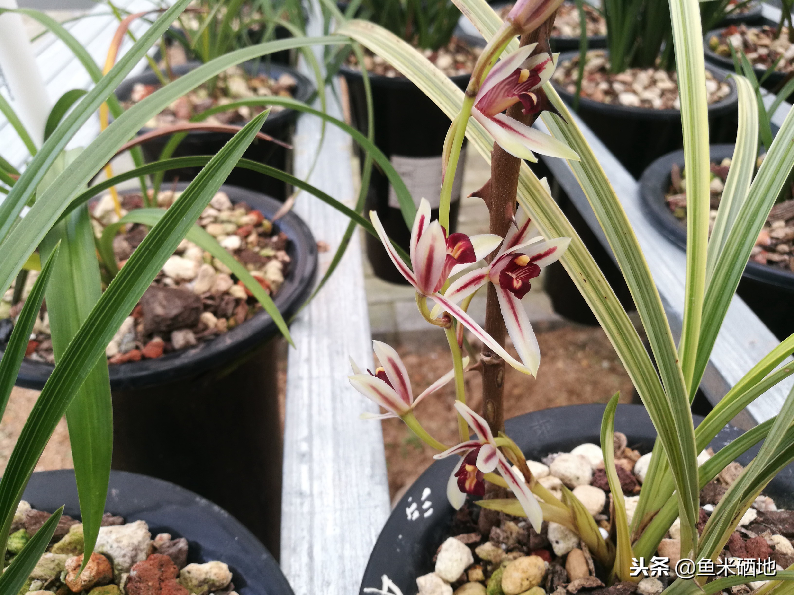 特别贵的兰花品种,价格贵的兰花