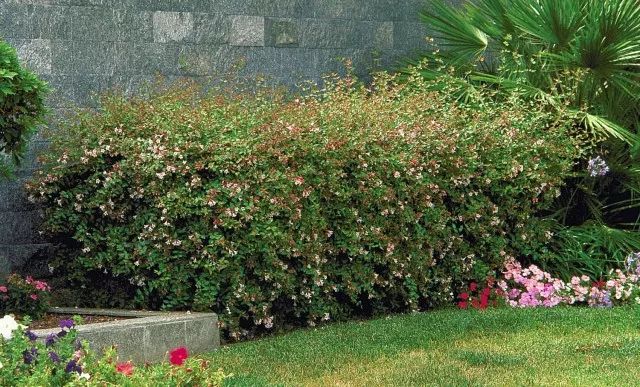 干货分享种植小技巧,混合花境设计与种植建议