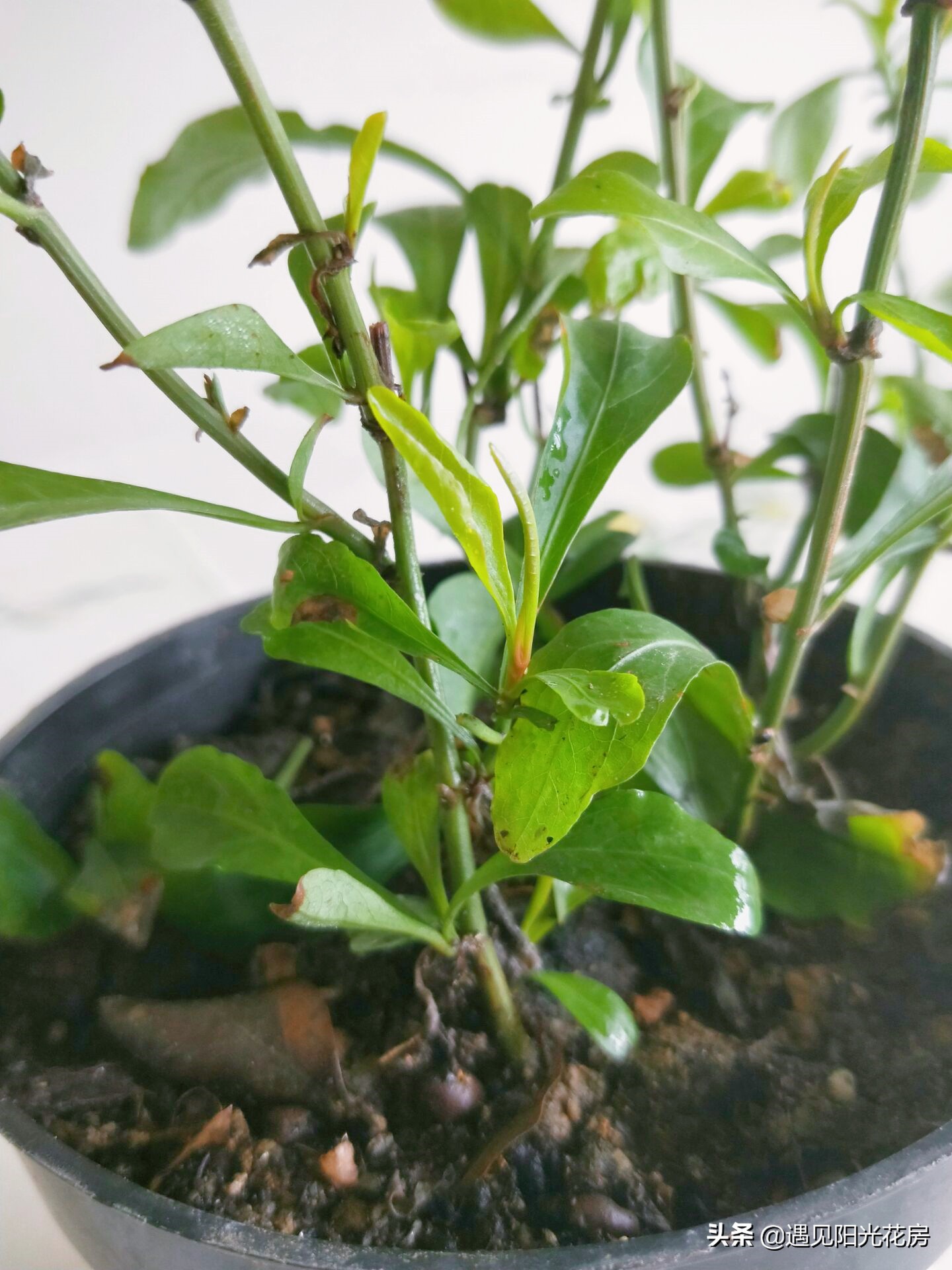 蓝雪花新叶卷曲干枯的原因,蓝雪花花苞和新叶干枯怎么办