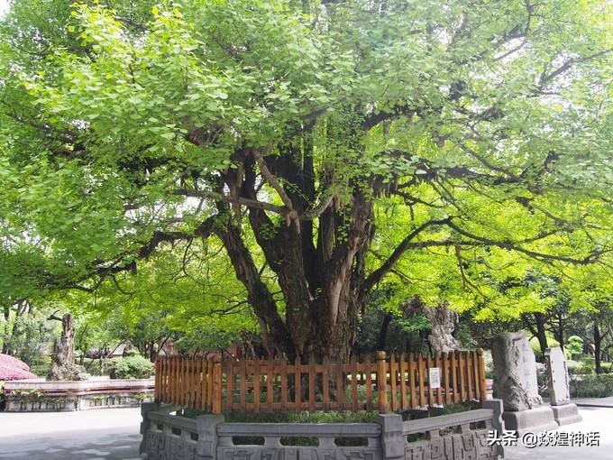 镇元大仙为何与师傅有关系,镇元子大仙地位到底有多尊崇