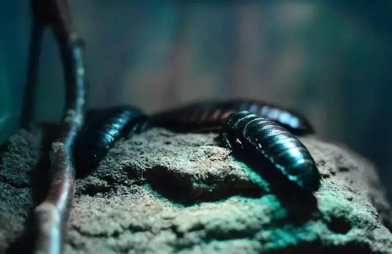 处理厨余垃圾的虫子,可以清理厨余垃圾的虫子