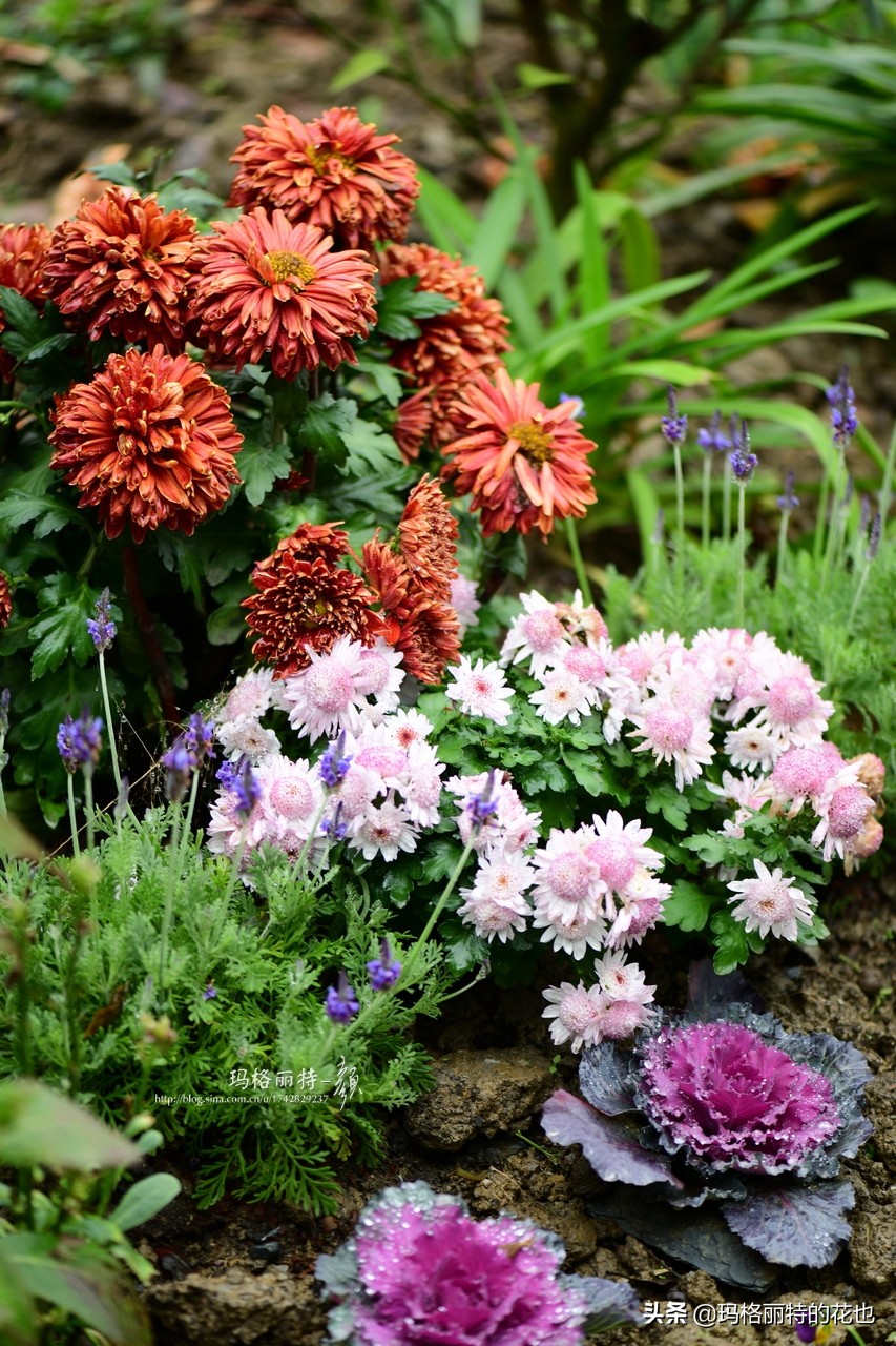 花园里四季常青的树,花园里四季都绿的植物