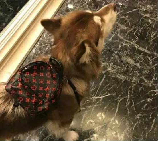 lv老板成全球首富和lisa有关吗,lv老板成全球新首富