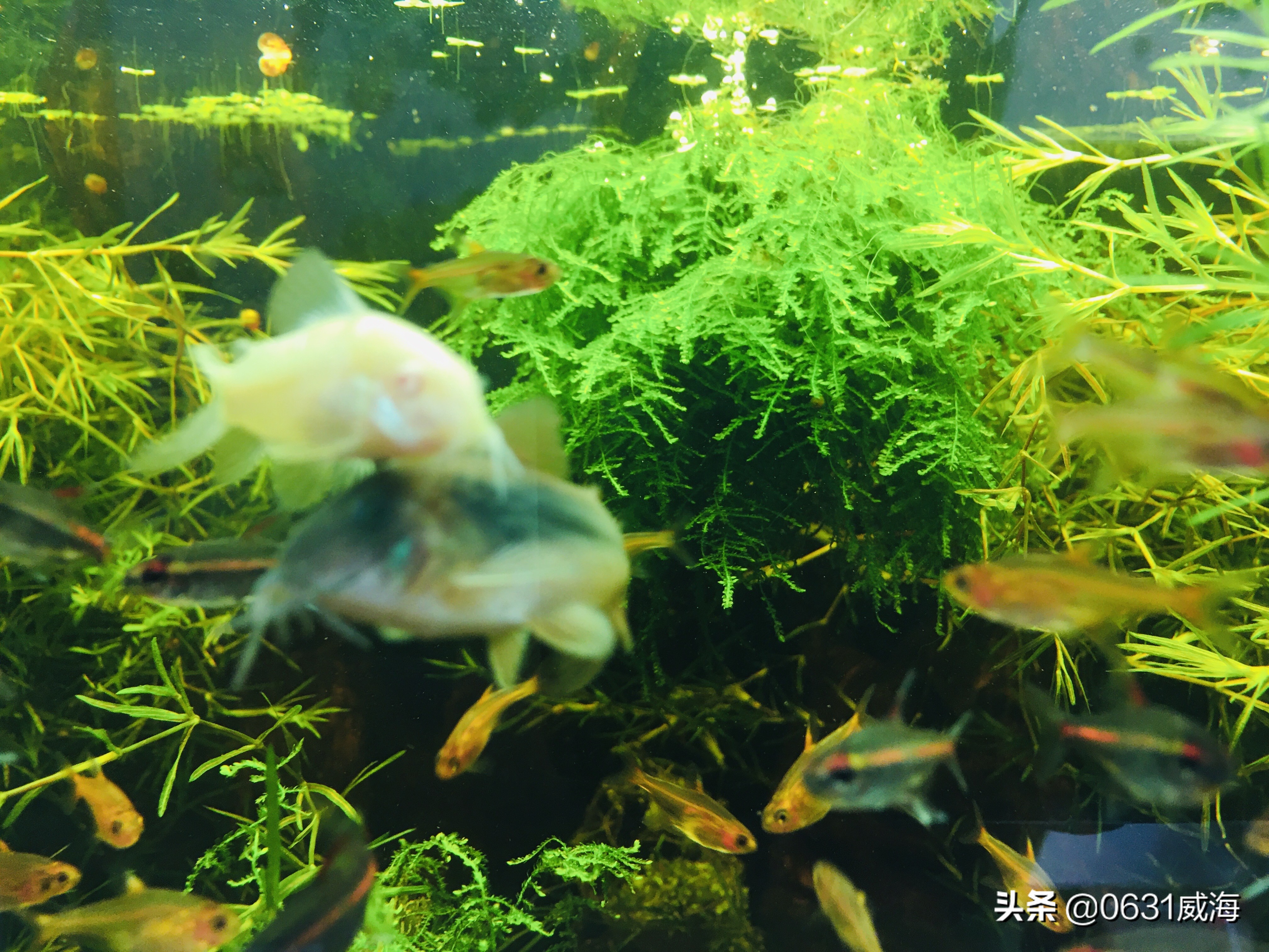 新手怎样种水草养鱼,新手养水草的正确方法