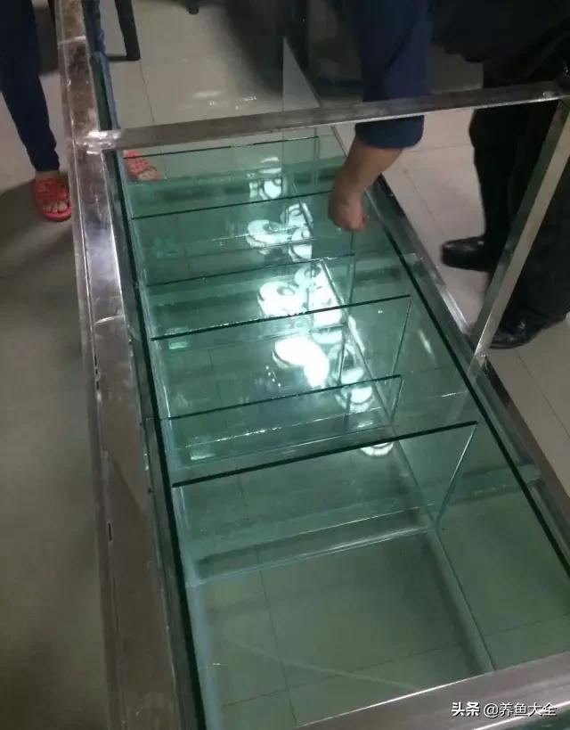 怎么样才可以做个美丽的鱼缸,给自己一个完美解释