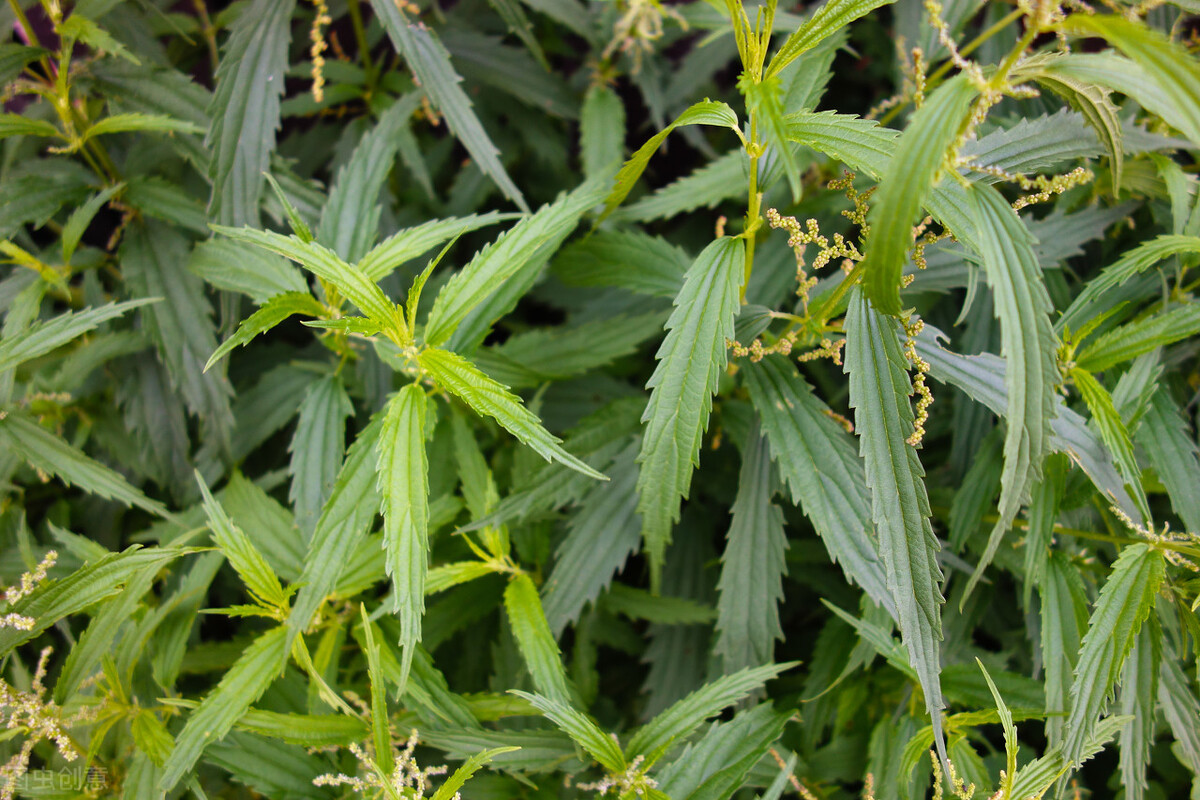 治寒冷性荨麻疹的中草药,一种能治荨麻疹的草药