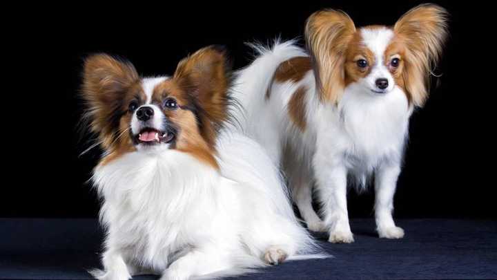 最聪明的十大狗狗品种介绍,史上最全的狗狗品种记得收藏