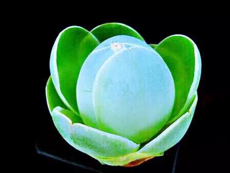 好看好养的多肉类植物,多肉类植物好看