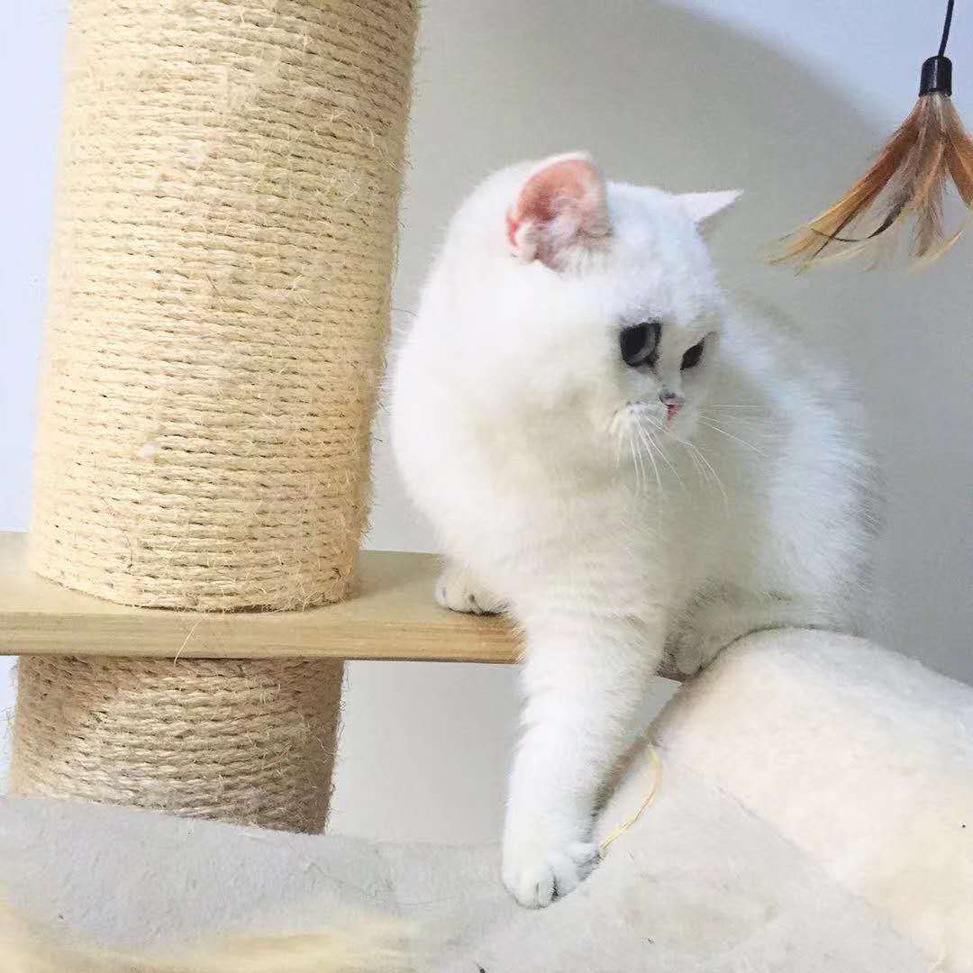 猫瘟完整治疗过程,猫瘟的治疗过程