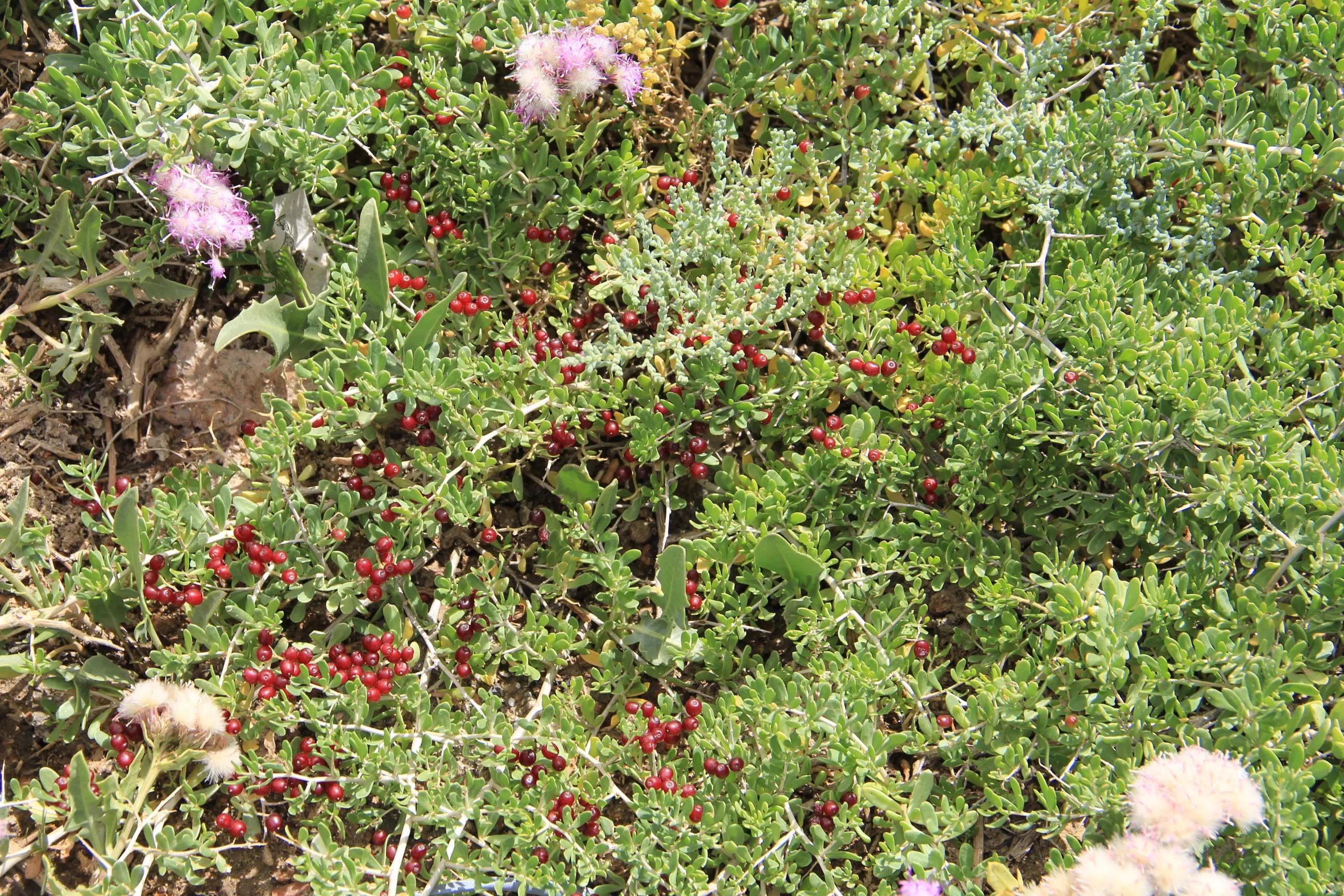 《行走青藏》之17、说到了茶卡，牛哥告诉你关于盐湖的那些事