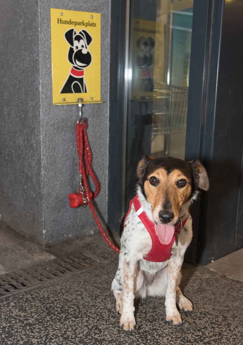 德国狗狗的地位有多高,狗在德国的地位