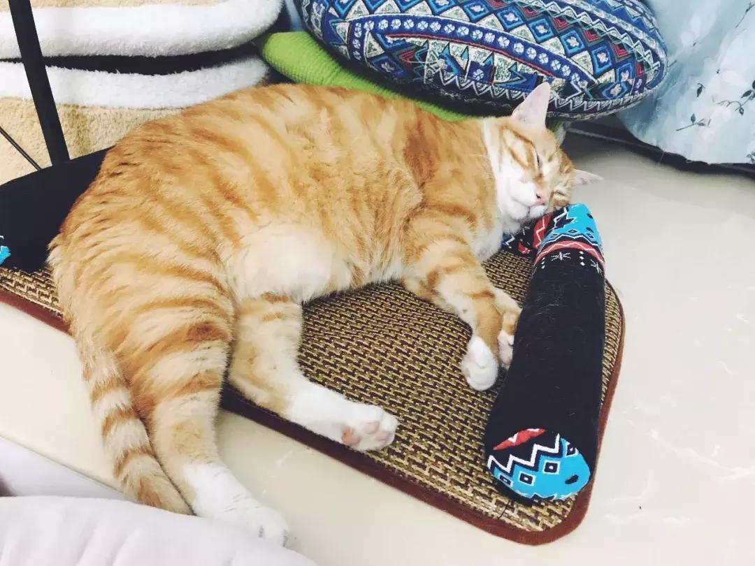 小佩猫窝布偶,小佩猫窝事件