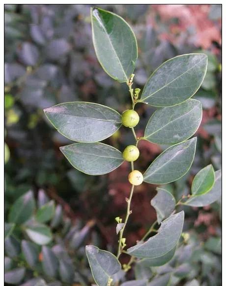 25种常见有毒的花草树木,警惕50种有毒植物