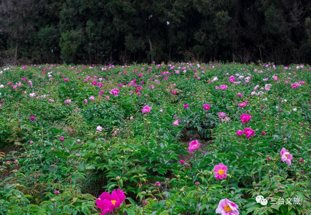 泉城公园芍药花开娇艳欲滴赛牡丹,含苞待放的芍药花娇艳欲滴