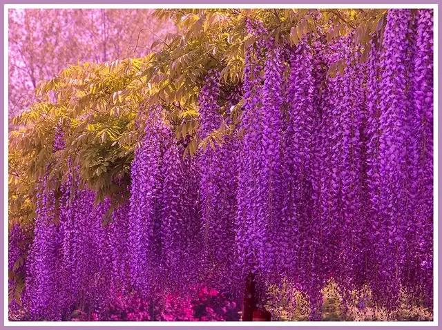 魔都赏花旅游攻略,魔都春季赏花好地方