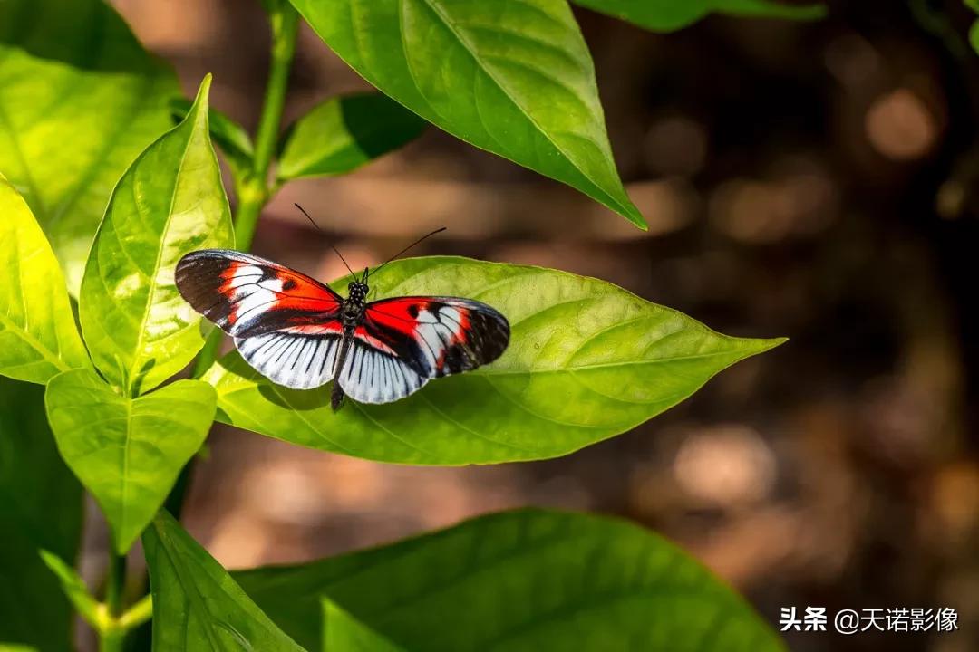 徕卡sl90-280拍人像,徕卡sl24-90镜头与24-70镜头比较