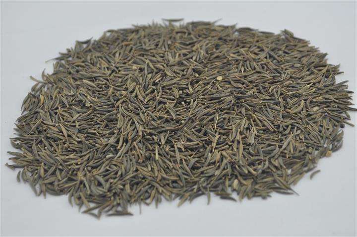 波斯菊种子种出的花啥样,波斯菊种子大花朵