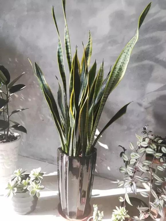 适合卧室养的助眠花,冬季助眠好养的花