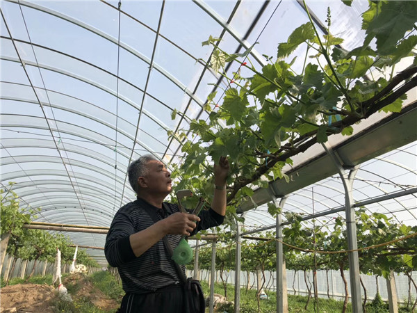 葡萄园哪种喷雾比较好,葡萄园喷雾方法